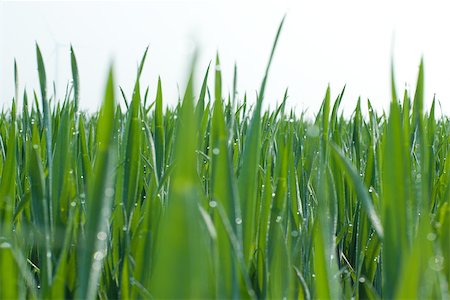 Herbes en pleine croissance, gros plan Photographie de stock - Premium Libres de Droits, Code: 696-03395611