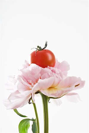 simsearch:633-01715311,k - Cherry tomato resting on top of pink carnation, close-up Foto de stock - Sin royalties Premium, Código: 696-03395630