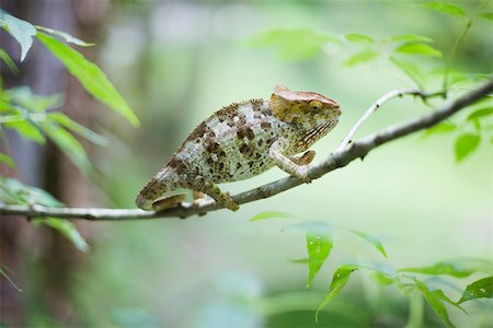 simsearch:700-00328469,k - Chameleon resting on branch, side view Foto de stock - Sin royalties Premium, Código: 696-03395706