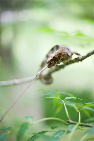 Chameleon resting on branch, eating twig Foto de stock - Royalty Free Premium, Número: 696-03395708