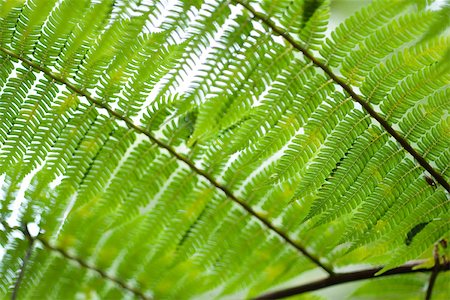 simsearch:633-02417488,k - Fern leaf, extreme close-up Stock Photo - Premium Royalty-Free, Code: 696-03395714