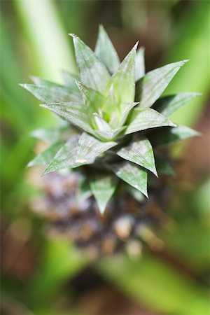 pineapple growing - Pineapple growing, close-up, high angle view Stock Photo - Premium Royalty-Free, Code: 696-03395710