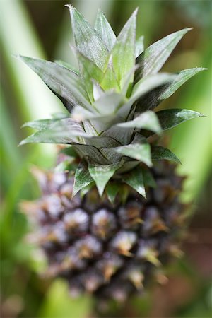 pineapple growing - Pineapple growing, close-up Stock Photo - Premium Royalty-Free, Code: 696-03395711