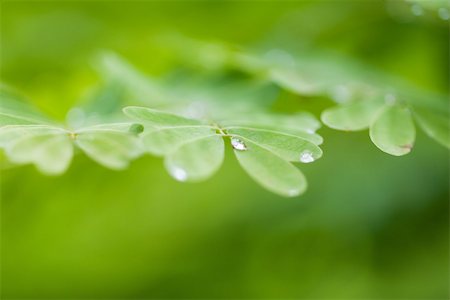 dew - Dew drops on leaves, extreme close-up Stock Photo - Premium Royalty-Free, Code: 696-03395725