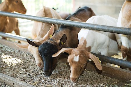 Goats reaching through railing, eating out of trough Fotografie stock - Premium Royalty-Free, Codice: 696-03395748