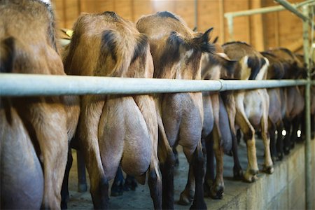 simsearch:696-03395624,k - Goats lined up in barn, rear view Fotografie stock - Premium Royalty-Free, Codice: 696-03395741