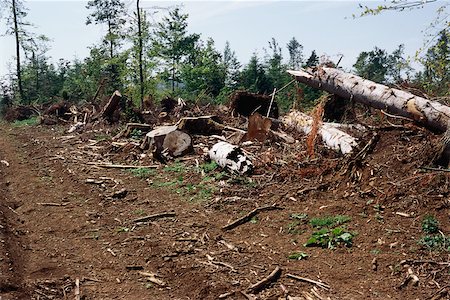 déboisement - Forêt coupée à blanc Photographie de stock - Premium Libres de Droits, Code: 696-03395753