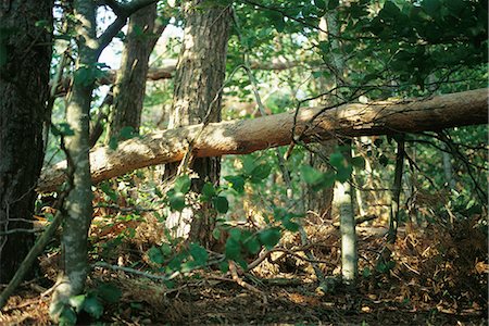 simsearch:696-03395999,k - Tronc d'arbre tombé dans la forêt Photographie de stock - Premium Libres de Droits, Code: 696-03395779