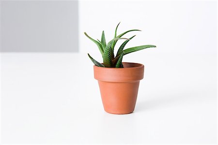 Aloe vera plante en pot, gros plan Photographie de stock - Premium Libres de Droits, Code: 696-03395912
