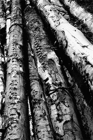 deforestation clipart black and white