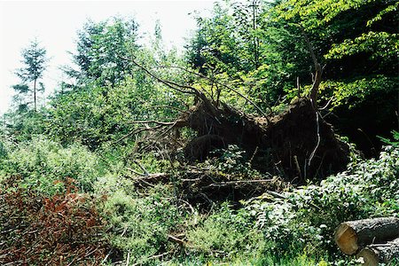 simsearch:696-03396844,k - Uprooted tree Stock Photo - Premium Royalty-Free, Code: 696-03395923