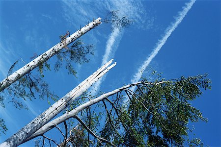 simsearch:696-03395999,k - Endommagé les arbres et le ciel bleu, vue d'angle faible Photographie de stock - Premium Libres de Droits, Code: 696-03395997