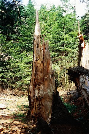 simsearch:696-03395998,k - Damaged tree stump Stock Photo - Premium Royalty-Free, Code: 696-03395998