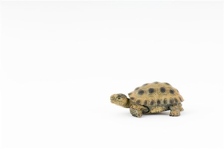 Toy turtle, side view, close-up Stock Photo - Premium Royalty-Free, Code: 696-03396071