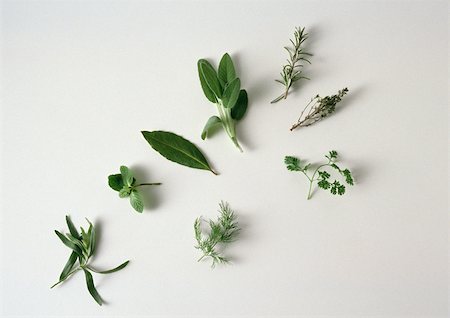 sage plant silhouette - Fresh herbs Stock Photo - Premium Royalty-Free, Code: 696-03396123