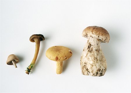 Assortiment de champignons Photographie de stock - Premium Libres de Droits, Code: 696-03396136