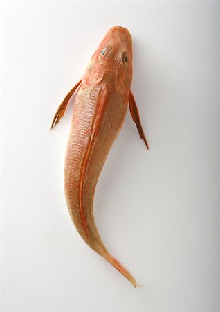 simsearch:696-03396170,k - Red mullet on white background, high angle view Foto de stock - Royalty Free Premium, Número: 696-03396212