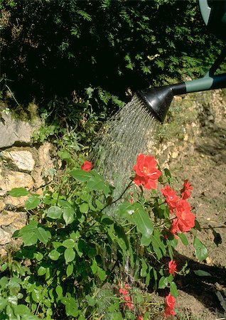 Roses being watered with watering can Stock Photo - Premium Royalty-Free, Code: 696-03396903