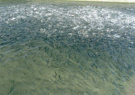 fazenda de peixes - Shallow sea water with fish Foto de stock - Royalty Free Premium, Número: 696-03396938