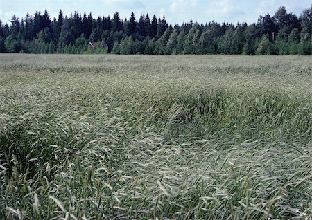 deserted country farm - Sweden, field Stock Photo - Premium Royalty-Free, Code: 696-03397119