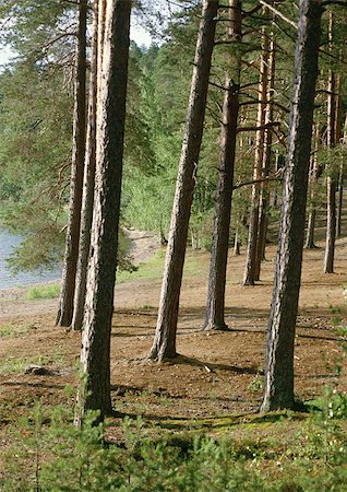 rimboschimento - Trees near shore Fotografie stock - Premium Royalty-Free, Codice: 696-03397147