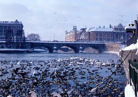 Sweden, Stockholm, birds grouped on water Stock Photo - Premium Royalty-Free, Code: 696-03397194