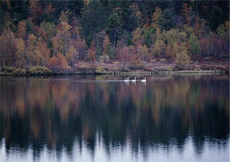 simsearch:696-03397191,k - Three Whooper Swans (Cygnus cygnus) on a lake in Finland Foto de stock - Sin royalties Premium, Código: 696-03397191