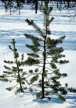 simsearch:696-03397248,k - Sweden, fir tree in snow Stock Photo - Premium Royalty-Free, Code: 696-03397247