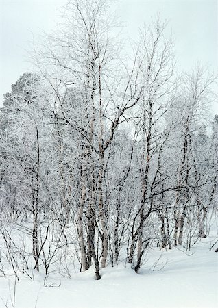 Sweden, snow-covered trees in snow Stock Photo - Premium Royalty-Free, Code: 696-03397250