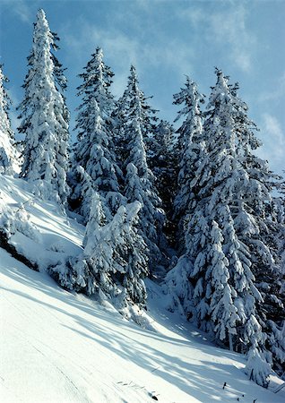 simsearch:696-03397248,k - Sweden, snow covered fir trees on snowy slope in front of blue sky Stock Photo - Premium Royalty-Free, Code: 696-03397251