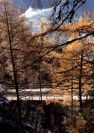 elevated walkways forest - Route à travers bois en automne. Photographie de stock - Premium Libres de Droits, Code: 696-03397499