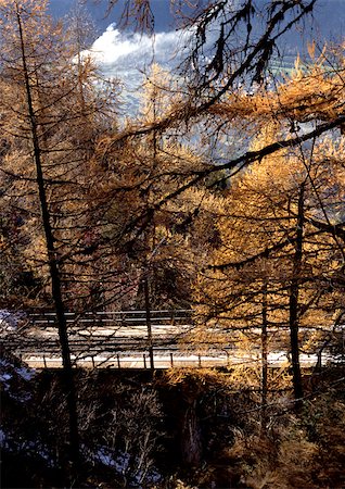 elevated walkways forest - Road through woods in autumn. Stock Photo - Premium Royalty-Free, Code: 696-03397499