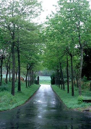 Route mouillée à travers les arbres. Photographie de stock - Premium Libres de Droits, Code: 696-03397524