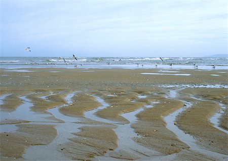 scenery of flying birds group in sky - Beach at low tide Stock Photo - Premium Royalty-Free, Code: 696-03397564