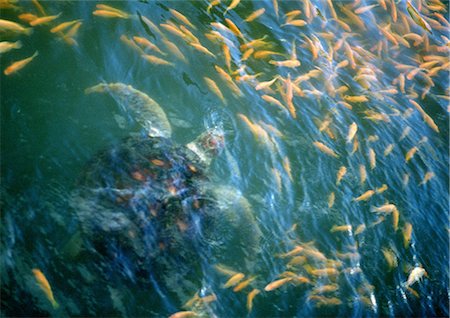 School of fish and sea turtle underwater Foto de stock - Royalty Free Premium, Número: 696-03397570