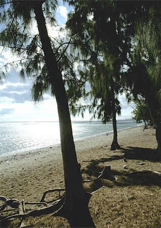 simsearch:696-03397618,k - Trees on beach Foto de stock - Sin royalties Premium, Código: 696-03397636