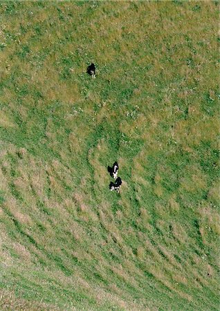 New Zealand, cows in a grassy field, aerial view Stock Photo - Premium Royalty-Free, Code: 696-03398005