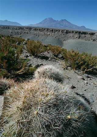 sécheresse - Chili, El Norte Grande, cactus et montagnes à distance Photographie de stock - Premium Libres de Droits, Code: 696-03398016