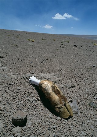 Chile, El Norte Grande, animal hoof and bone in dirt Stock Photo - Premium Royalty-Free, Code: 696-03398010