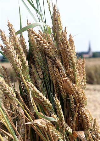 France, Picardy, wheat, close-up, and church blurred in distance Stock Photo - Premium Royalty-Free, Code: 696-03398026