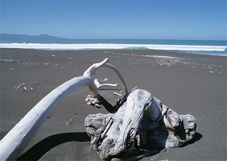 New Zealand, driftwood on beach Foto de stock - Sin royalties Premium, Código: 696-03398060