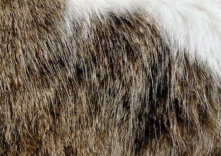 Cat fur, extreme close-up Stock Photo - Premium Royalty-Free, Code: 696-03398322