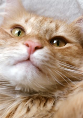 simsearch:614-03455512,k - Visage de chat, doré, gros plan Photographie de stock - Premium Libres de Droits, Code: 696-03398334