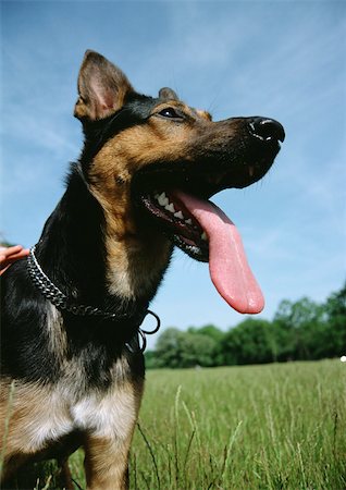 perro guardián - German shepherd, panting. Foto de stock - Sin royalties Premium, Código: 696-03398336