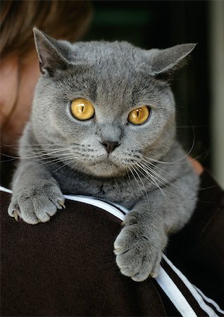 simsearch:696-03398318,k - Gray Chartreux cat on person's shoulder, close-up Stock Photo - Premium Royalty-Free, Code: 696-03398337