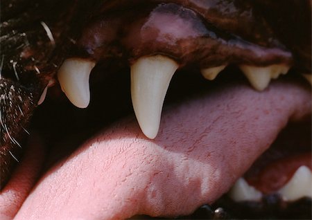 fang - Dents de chien et de la langue, très gros plan Photographie de stock - Premium Libres de Droits, Code: 696-03398359