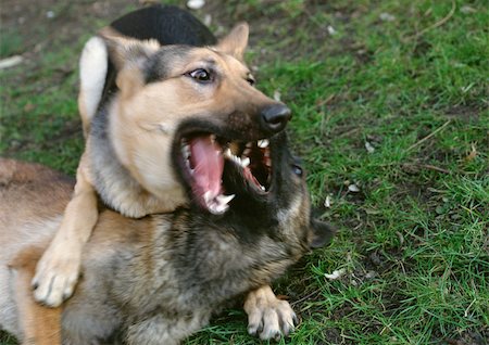 dog muzzle - German shepherds playing on grass Stock Photo - Premium Royalty-Free, Code: 696-03398374