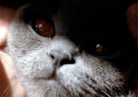 simsearch:614-03455512,k - Visage de chat persan avec ombre. Photographie de stock - Premium Libres de Droits, Code: 696-03398386