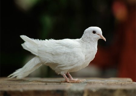 White dove perched on wooden beam. Stock Photo - Premium Royalty-Free, Code: 696-03398389