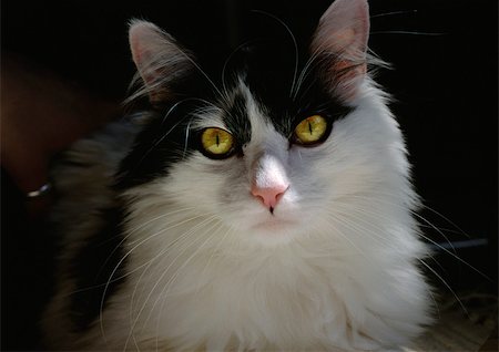 simsearch:696-03398391,k - Black and white cat. Foto de stock - Sin royalties Premium, Código: 696-03398395